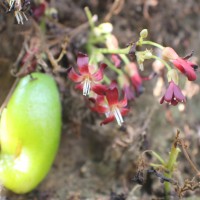 Averrhoa bilimbi L.